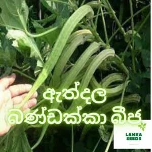 Athdala (elephant tusk) okra seeds pack 20 SEEDS