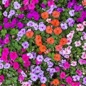 balsom mix color seeds