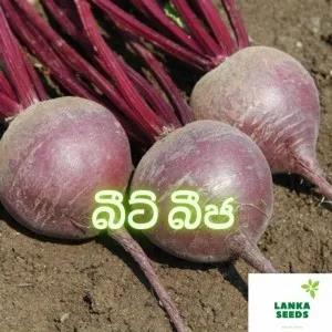 Beet seeds pack 50 SEEDS