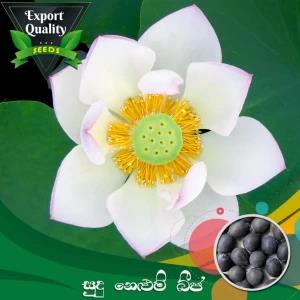 Export Quality White Lotus Seed 05 PCs Flower Seeds
