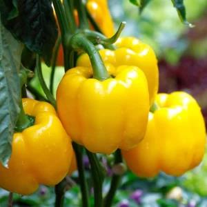 F1 Hybrid Bell Pepper Polaris Seeds 10