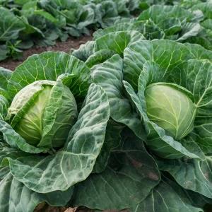 F1 Hybrid Cabbage Japan AS-39 Seeds