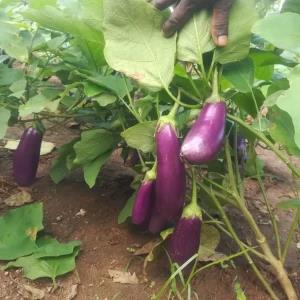 F1 Hybrid Purple Brinjal Seeds wambatu beeja Eggplant