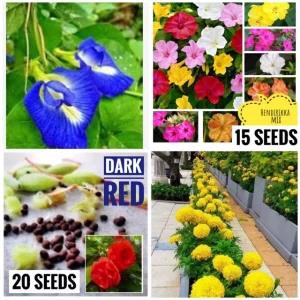 Flowers seeds package your home garden