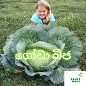 Hybrid cabbage seeds pack