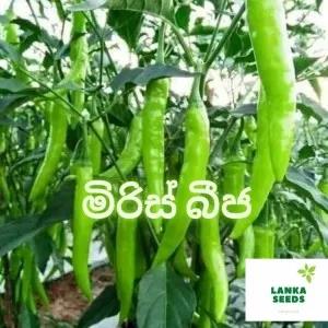 Hybrid chili seeds pack for your home garden