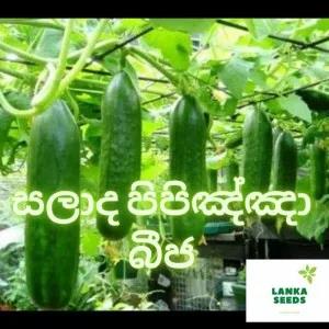 Hybrid green cucumber 15 seeds pack for home garden