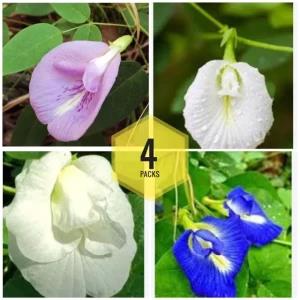 Katarolu flowers seeds pack