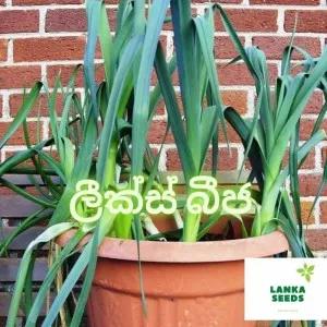 leeks seeds pack 50 SEEDS