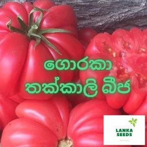 local goraka thakkali goraka tomato planting seeds