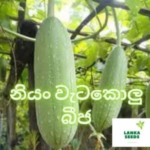 sponge luffa seeds pack for home garden 10 SEEDS