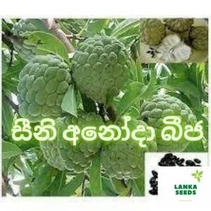 suger apple seeds custard apple seeds