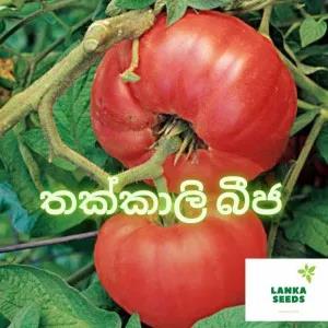 Tomato THILINA seeds pack 50 SEEDS