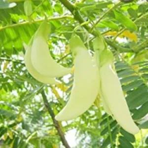 White kathurumurunga 10 SEEDS