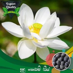 White Lotus Seed 10 PCs Potted Planting For Bonsai
