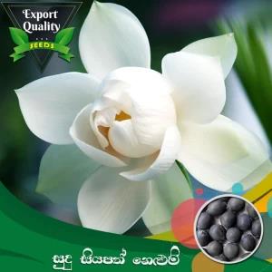 White Siyapath Lotus Seed 05 PCs Hybrid Flower Seeds