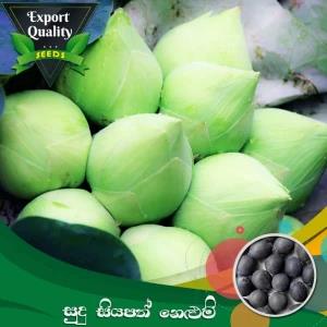 White Siyapath Lotus Seed 10 PCs Bonsai Flower Seeds