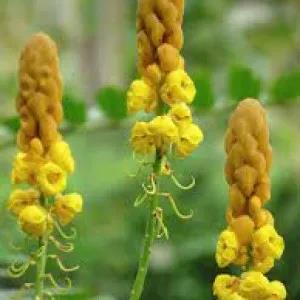 candle plant aththora eththora seeds