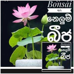 Lotus flowers 10seeds for your beautiful home garden