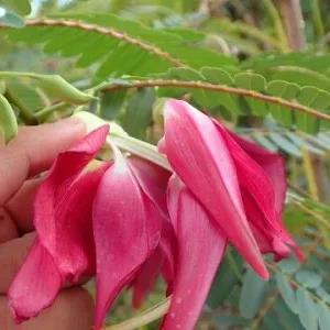 Red kathurumurunga seeds ( hummingbird seeds) 10 SEEDS