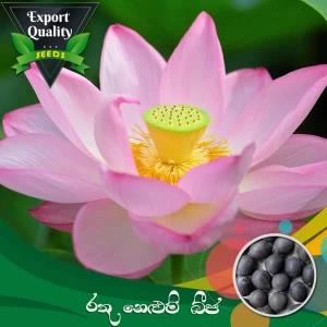 Red Lotus Seed 05 PCs Bonsai Flower Seeds Potted Plant