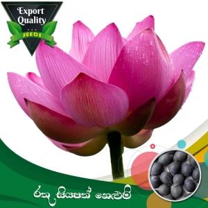 Red Siyapath Lotus Seed 10 PCs Hybrid Bonsai Flower Seed
