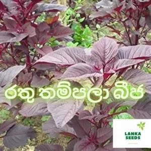 Red thampala seeds pack 100 SEEDS AMARANTH SEDS