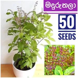 Thulsi Maduruthala Seeds 50 Seeds Pack