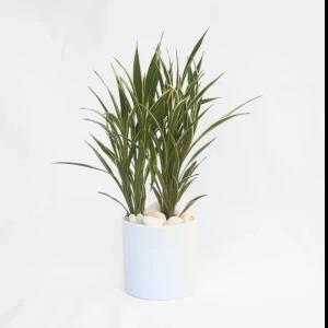 CERES plant with Ceramic Pot - Indoor Plant D cor
