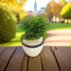 Kuru Atteria Plant in 12cm white barrel pot