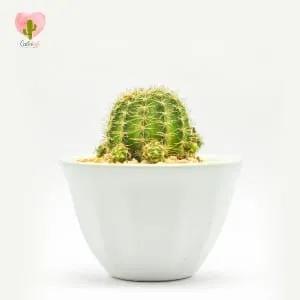 Natural Cactus Potted Plant