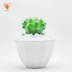 Natural Cactus Potted Plant