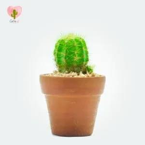 Natural Cactus Potted Plant