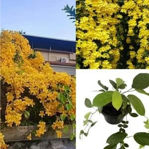 Cat Claw vine plant