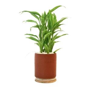 Golden lucky bamboo Plant with Clay Pot - Indoor Plant