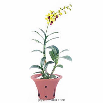 Yellow Dendrobium Orchid Plant